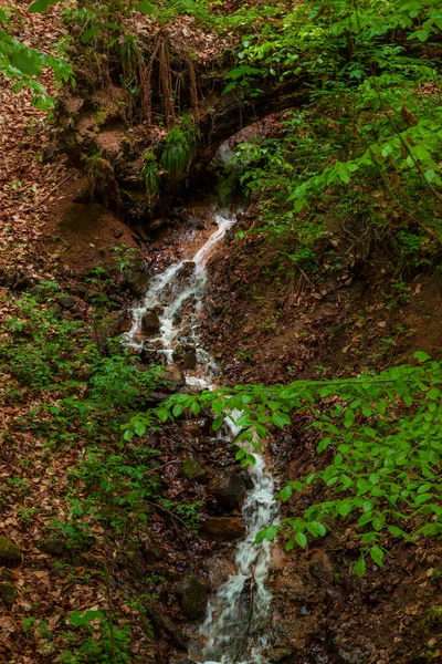 View Small Brook Carpathian Mountains Spring — Stock Photo, Image