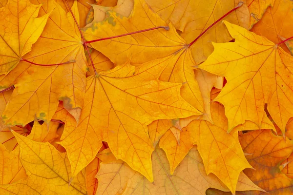Abstrakter Herbstlicher Hintergrund Nahaufnahme Eines Haufens Trockener Ahornblätter — Stockfoto