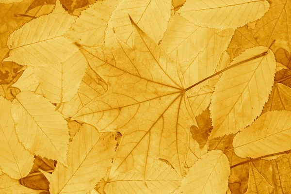 Resumo Fundo Outonal Close Heap Dry Elm Maple Tree Leaves — Fotografia de Stock