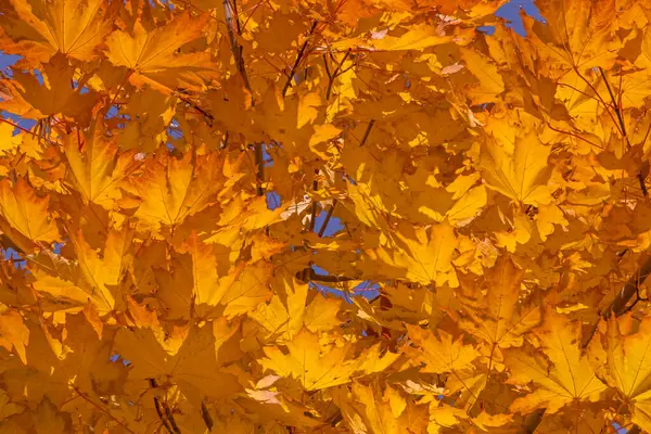 Ramos Árvore Bordo Com Folhas Alaranjadas Brilhantes Outono — Fotografia de Stock