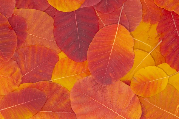 Abstraktní Podzimní Pozadí Hromada Barevných Suchých Listů Zemi — Stock fotografie