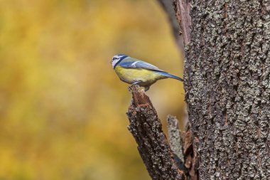 blue tit sitting  on broken branch of tree at fall