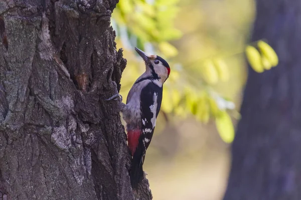 Close Woodpecker Sitting Trunk Acacia Tree — Stock Photo, Image