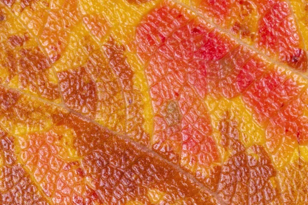 Abstract Natural Background Close Bright Colorful Autumnal Leaf Texture — Stock Photo, Image