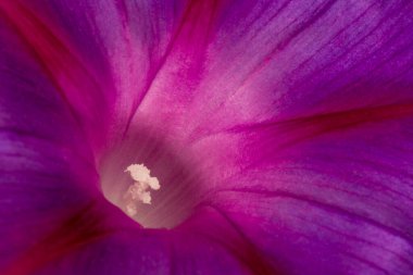 Mor kıvrımlı çiçeğe yakın dur.