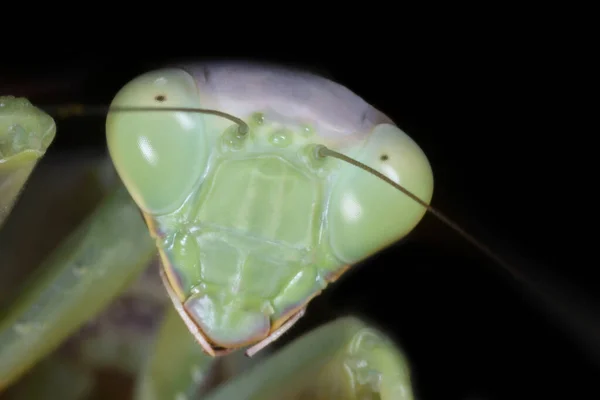 Close Head Green Praying Mantis Black Background — Stock Photo, Image