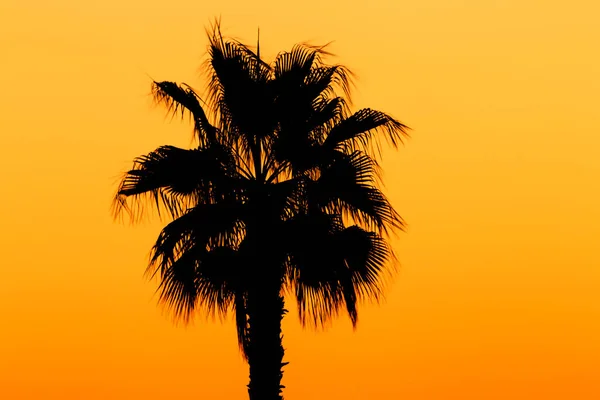 Silhueta Palmeira Contra Céu Claro Por Sol — Fotografia de Stock