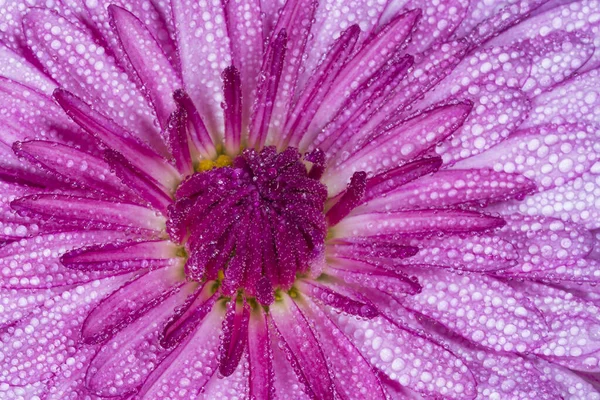 close up of purple chrysanthemum flower covered with dew drops