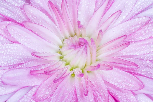close up of pink chrysanthemum flower covered with dew drops