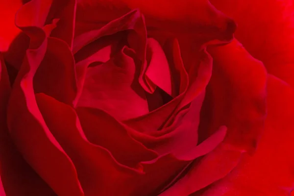 Закрыть Цветок Красной Розы Лицензионные Стоковые Изображения