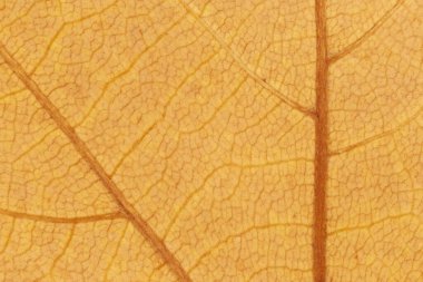 soyut doğal arkaplan: sonbahar akçaağaç yaprağı dokusunu kapat