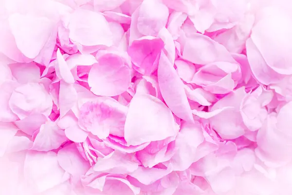 stock image close up of pink rosa odorata petals background