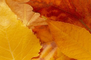 Birkaç kuru sarı, kırmızı ve turuncu sonbahar yapraklarını kapatın.