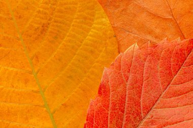 Sonbahar renkleri arkaplanı: Sarı, turuncu ve kırmızı yaprakların kapatılması