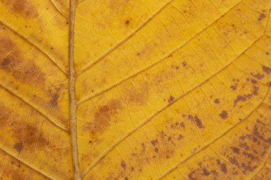 soyut sonbahar arkaplanı: sarı ceviz ağacı yaprağı dokusunu kapat