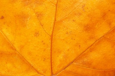 soyut sonbahar arkaplanı: altın renkli ağaç yaprağı dokusunun kapatılması