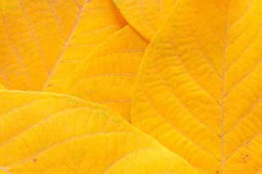 Birkaç sarı sonbahar ceviz ağacı yapraklarını kapatın.