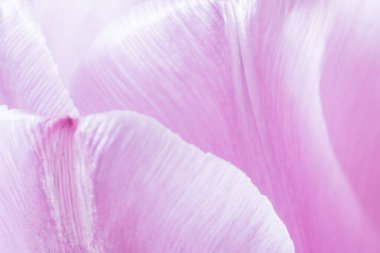 Pembe lale çiçeklerinin yapraklarını kapat.