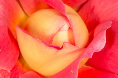 Sarı gül tomurcuğuyla kırmızıya yakın.