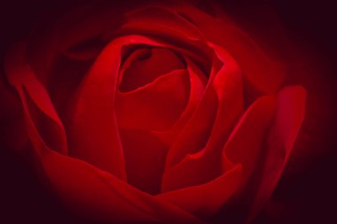 Gölgeli kenarları olan güzel kırmızı gül çiçeğinin yakın fotoğrafı.