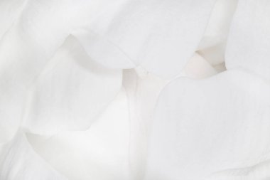 Beyaz şakayık çiçeğinin taç yapraklarını kapat