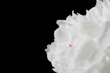 Siyah arka planda beyaz şakayık çiçeğini kapat