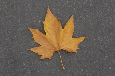 Tek sonbahar akçaağaç yaprağı asfaltta duruyor
