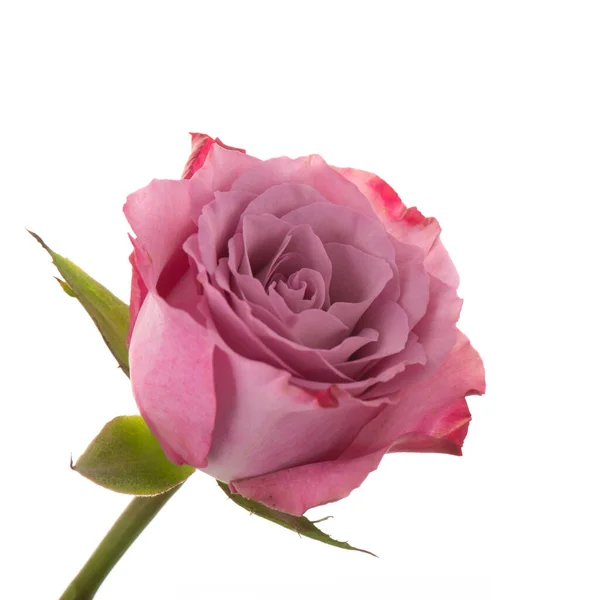 一个粉红色的玫瑰 在白色的背景中分离 — 图库照片