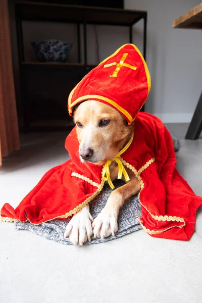 Divertido Perro Holandés Vestido Como Sinterklaas — Foto de Stock