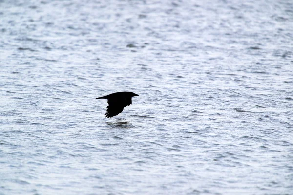 从海里飞出乌鸦在水面上 — 图库照片