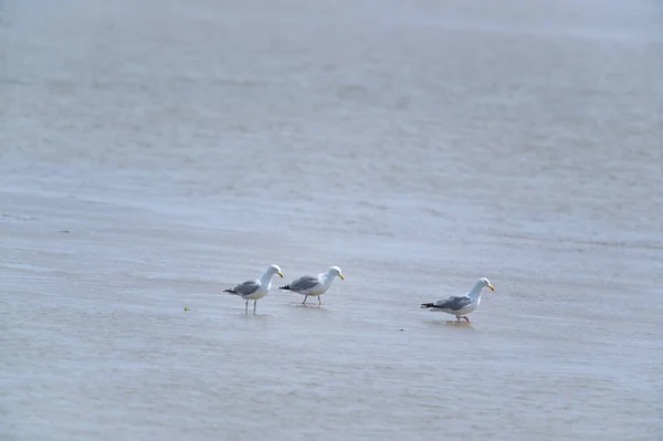 Seagulls Sea Dutch Terschelling — Stock Photo, Image