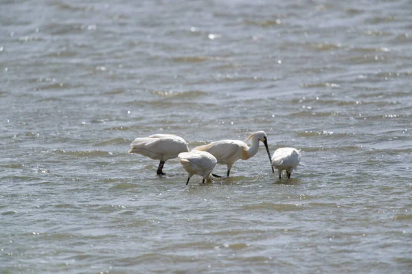 Spoonbills Dutch Wadden Sea Terschelling — стокове фото