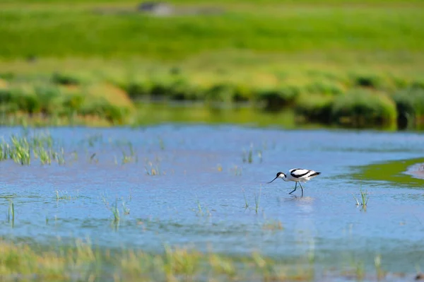 Pied Avocet Wading Nature Water — Stock Photo, Image