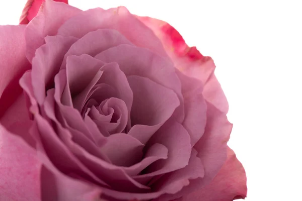 Ενιαία Ροζ Τριαντάφυλλο Που Απομονώνονται Λευκό Φόντο — Φωτογραφία Αρχείου