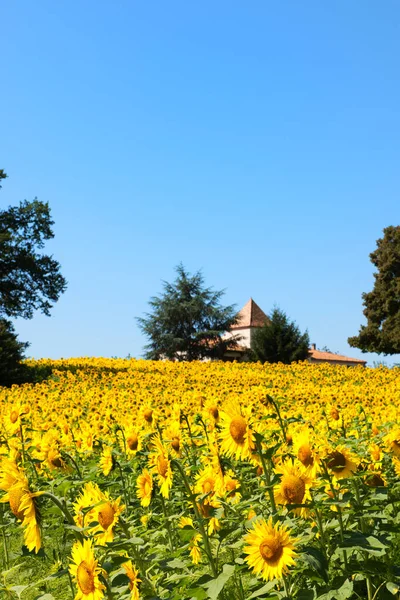 Landscape Sunflowers French Lot Garonne — Stock Photo, Image