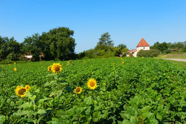 Fransız Lot-et-Garonne 'da ayçiçekli manzara