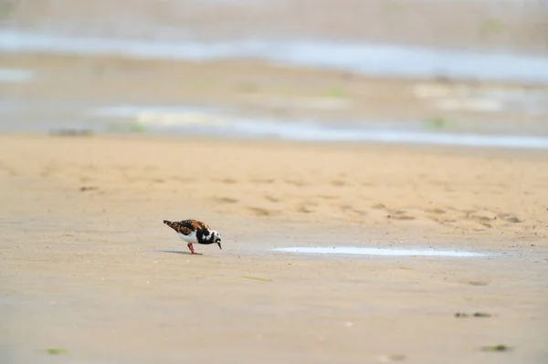 Little Stints Sandpipers Standing Sea — Stock Photo, Image