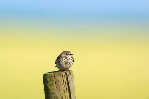 Titlark Bird Sitting Pole Nature — Stock Photo, Image