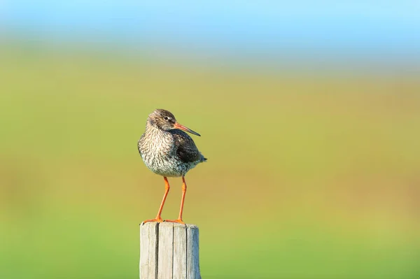 Wspólne Redshank Ptak Słup — Zdjęcie stockowe