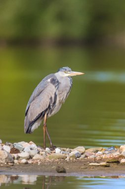Suyun yanındaki büyük mavi balıkçıl portresi.