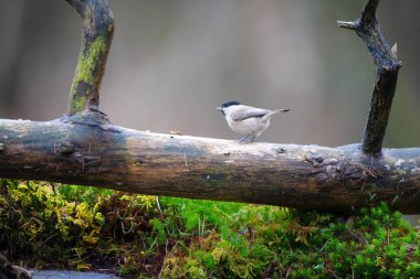 Willow tit on branch in forest