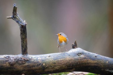 Ormanda Avrupalı Robin