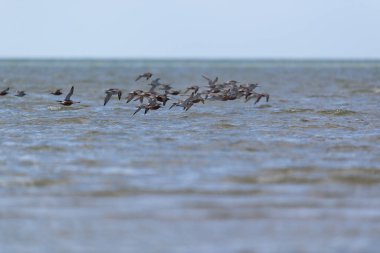 Havada uçuşan küçük boşluklar