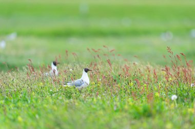 Black headed gull breeding Rumex