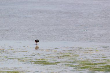 Hollanda adasında denizdeki istiridye avcısı Terschelling