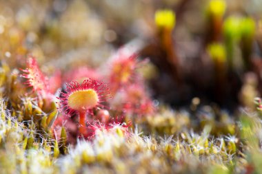 Sundews in free nature environment