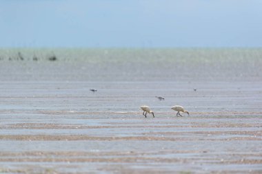 Terschelling 'deki Hollanda denizinde kaşıklar.