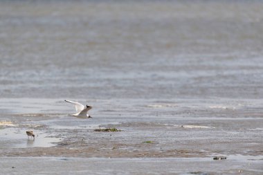 Birds together in the wadden sea