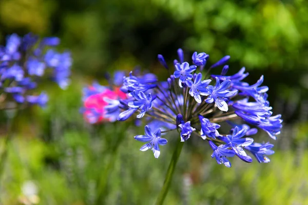 Flor Azul Agapantus Luz Sol — Fotografia de Stock