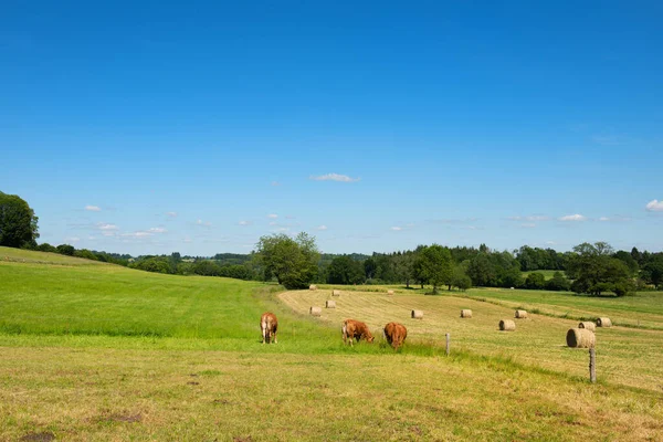 Bovinos Vacas Limusine Paisagem Francesa — Fotografia de Stock